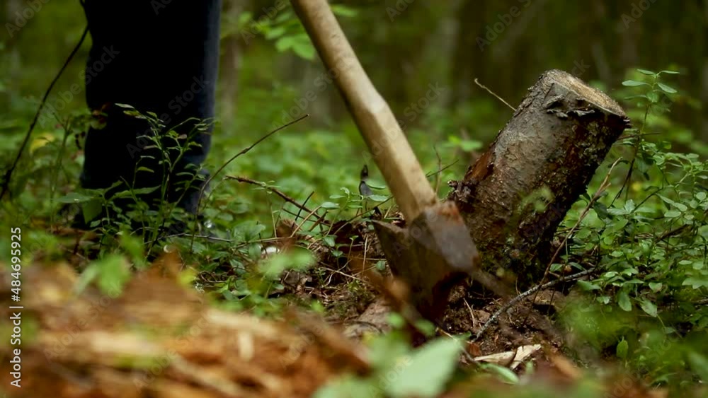 man removing old stumps before planting new trees, time lapse man removing old stumps before planting new trees, time lapse