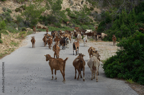 Quadro su tela Large herd of goats walks along an asphalt road and leaves behind goat feces (Rh