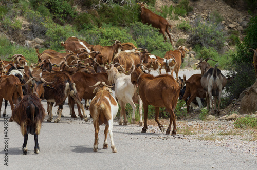Large herd of goats moves along the road forward with their backs to the beholder  Rhodes  Greece 