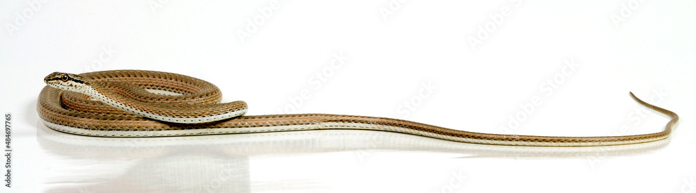 Schokari sand racer // Forskals Sandrennnatter (Psammophis schokari) Schokari sand racer // Forskals Sandrennnatter (Psammophis schokari)