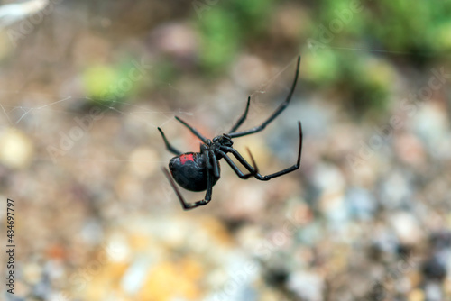 Black Widow Spider in the garden  photo