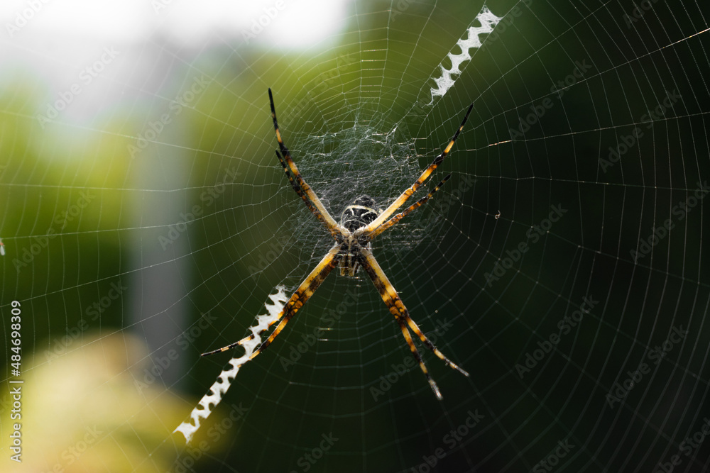 Yellow with black scary spider landing on its web Yellow with black scary spider landing on its web