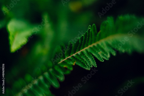 fresh ferns in the azores