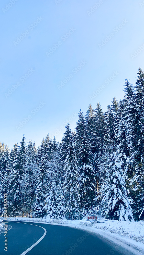 Obraz premium road in winter forest