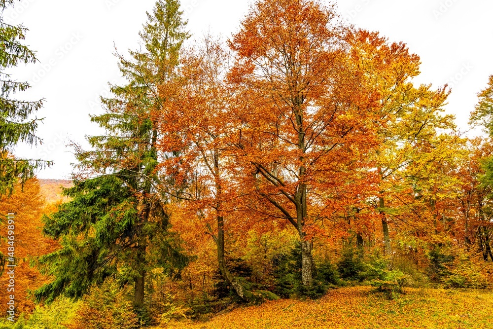 Hill with trees against gorge covered with fog in autumn Hill with trees against gorge covered with fog in autumn