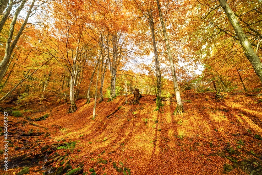 Fototapeta premium Stone bank against colorful trees growing on hills in autumn