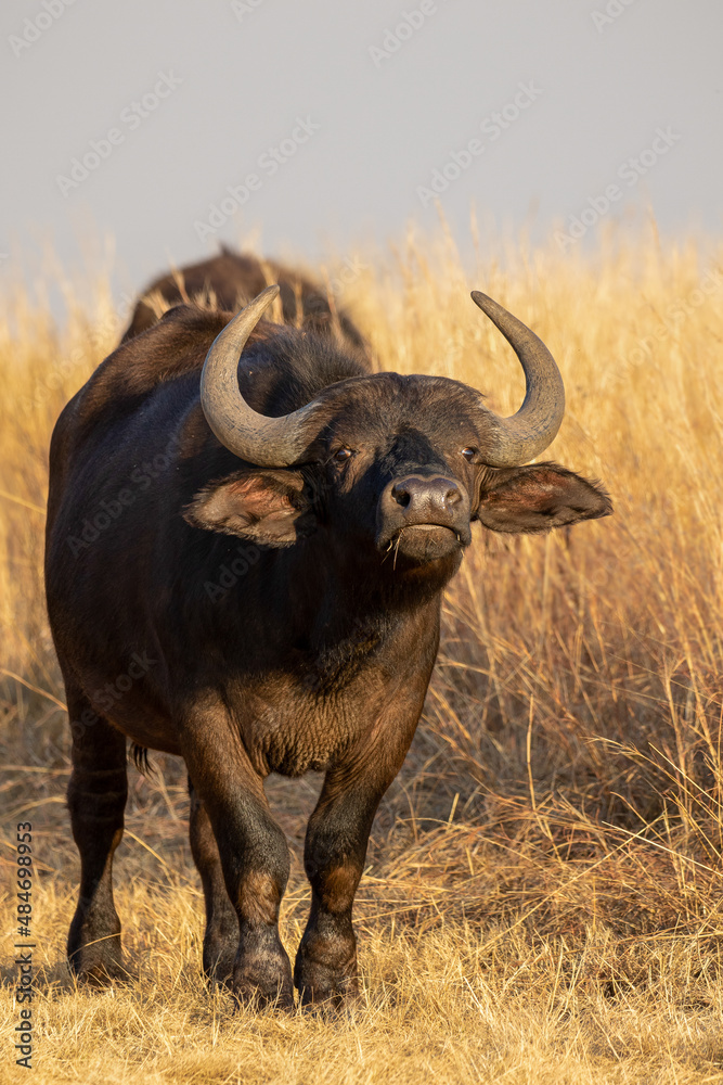 African Buffalo, South Africa
