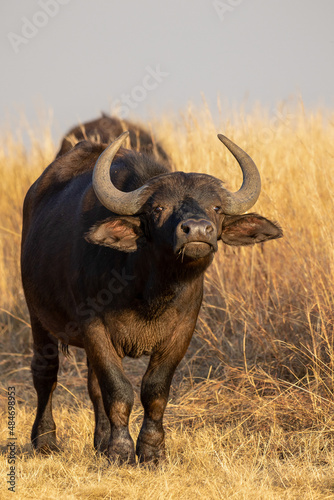 African Buffalo  South Africa