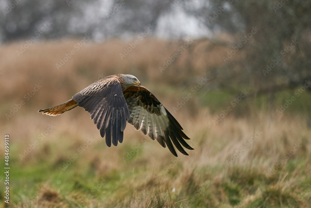 Red Kite (Milvus milvus) flying low to pick up food at Gigrin Farm in Wales, United Kingdom. Red Kite (Milvus milvus) flying low to pick up food at Gigrin Farm in Wales, United Kingdom.