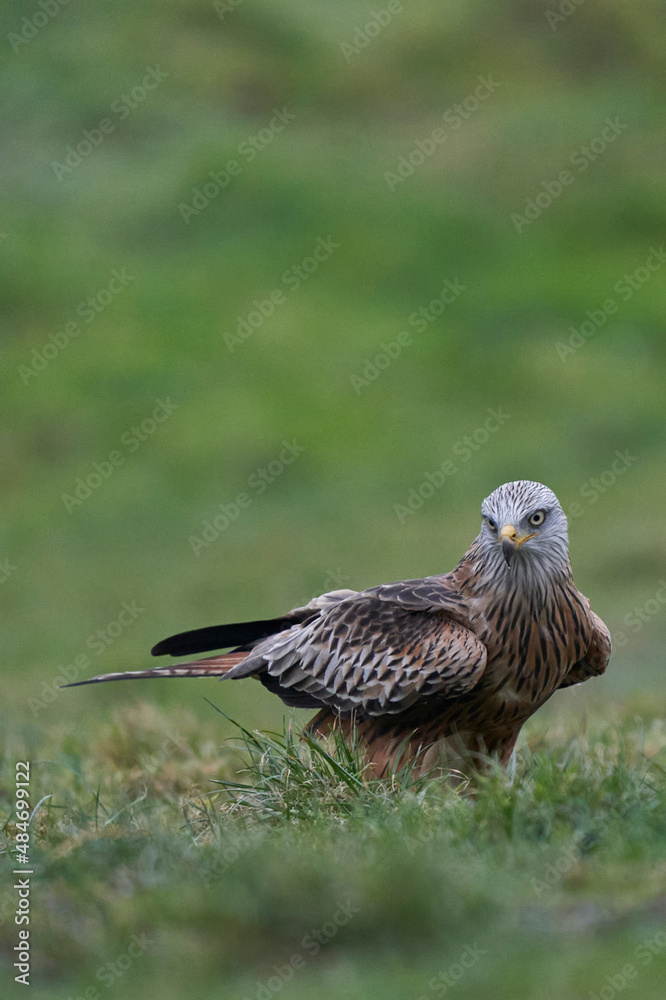 Fototapeta premium Red Kite (Milvus milvus) standing in a grassy field in Wales, United Kingdom.