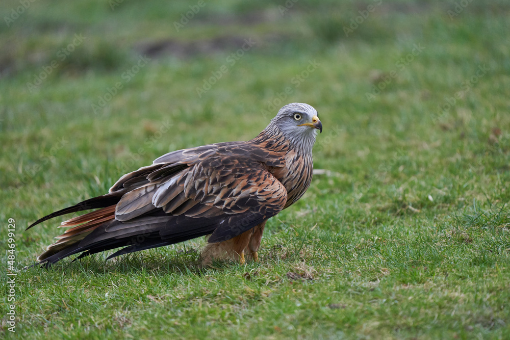 Fototapeta premium Red Kite (Milvus milvus) standing in a grassy field in Wales, United Kingdom.