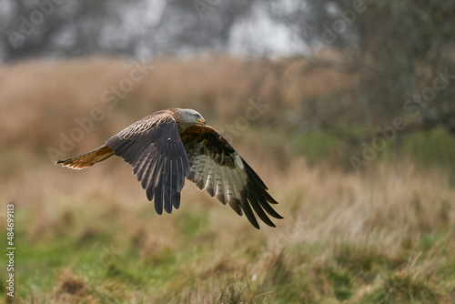 Red Kite (Milvus milvus) flying low to pick up food at Gigrin Farm in Wales, United Kingdom.