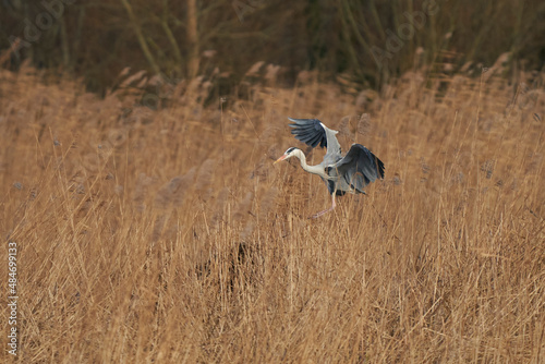 Grey Heron (Ardea cinerea) flying low over a reed bed whilst collecting nesting material at Ham Wall in Somerset, England, United Kingdom.