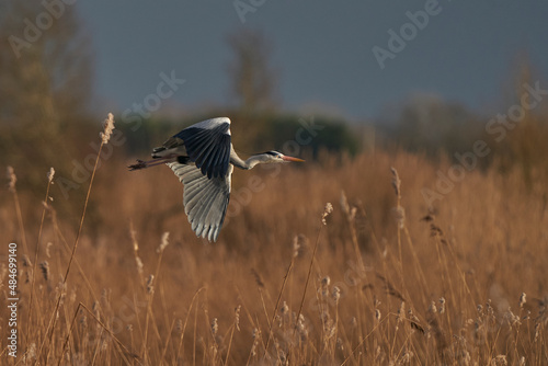 Grey Heron (Ardea cinerea) flying low over a reed bed whilst collecting nesting material at Ham Wall in Somerset, England, United Kingdom. © JeremyRichards