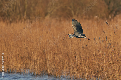 Grey Heron (Ardea cinerea) flying low over a reed bed whilst collecting nesting material at Ham Wall in Somerset, England, United Kingdom. © JeremyRichards