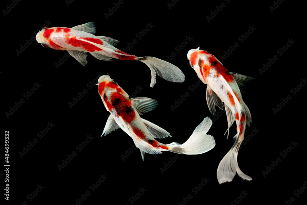 Koi fish show on Black background