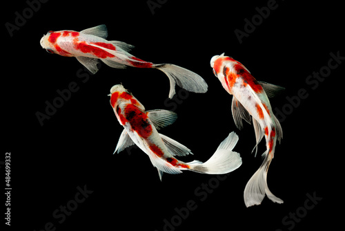 Koi fish show on Black background © Danykur