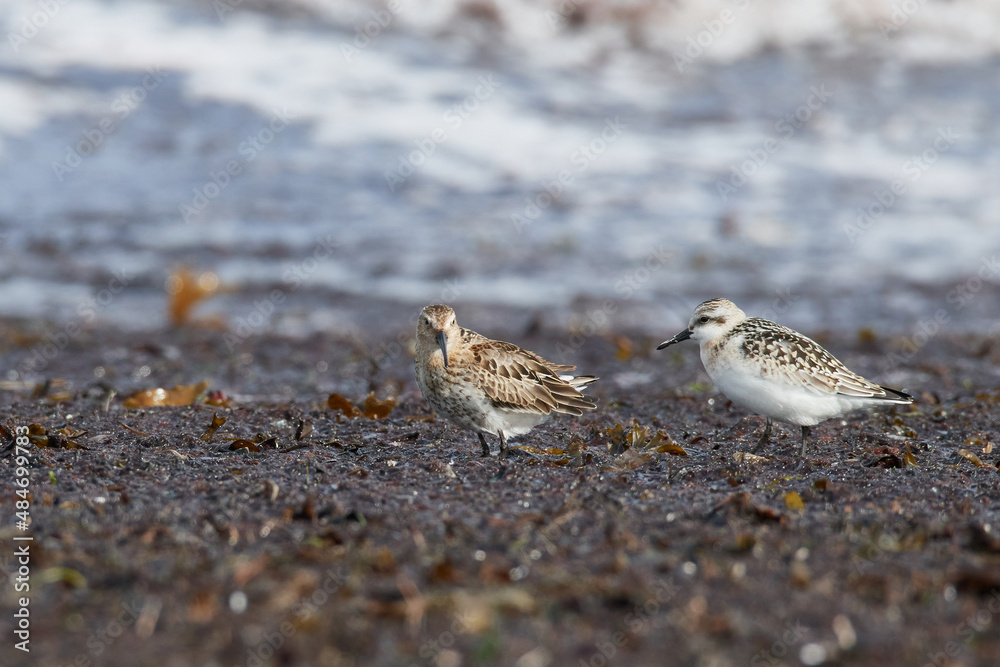 Alpenstrandläufer und Sanderling bei der Futtersuche an der Ostsee Alpenstrandläufer und Sanderling bei der Futtersuche an der Ostsee