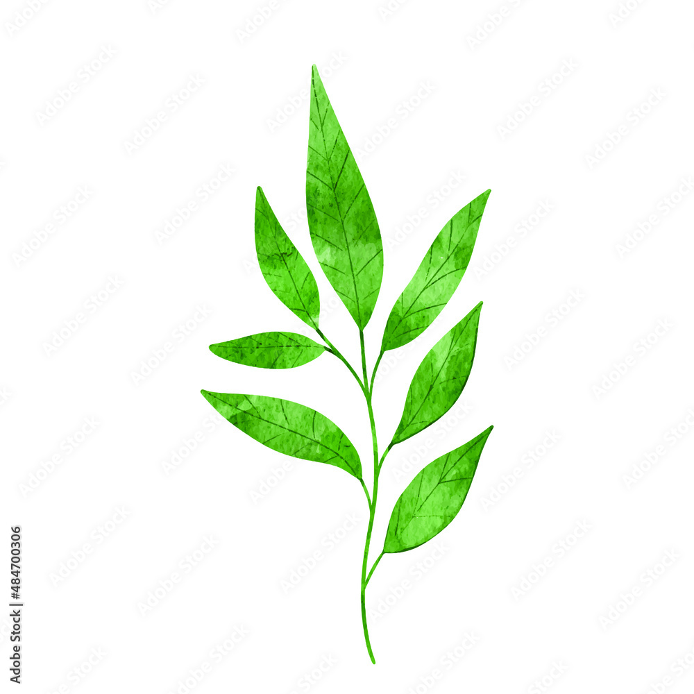 collection forest fern eucalyptus art foliage natural
leaves herbs in line style. Decorative beauty, elegant illustration
for design: Vector flower Botanical collection forest fern eucalyptus art foliage natural
leaves herbs in line style. Decorative beauty, elegant illustration
for design: Vector flower Botanical