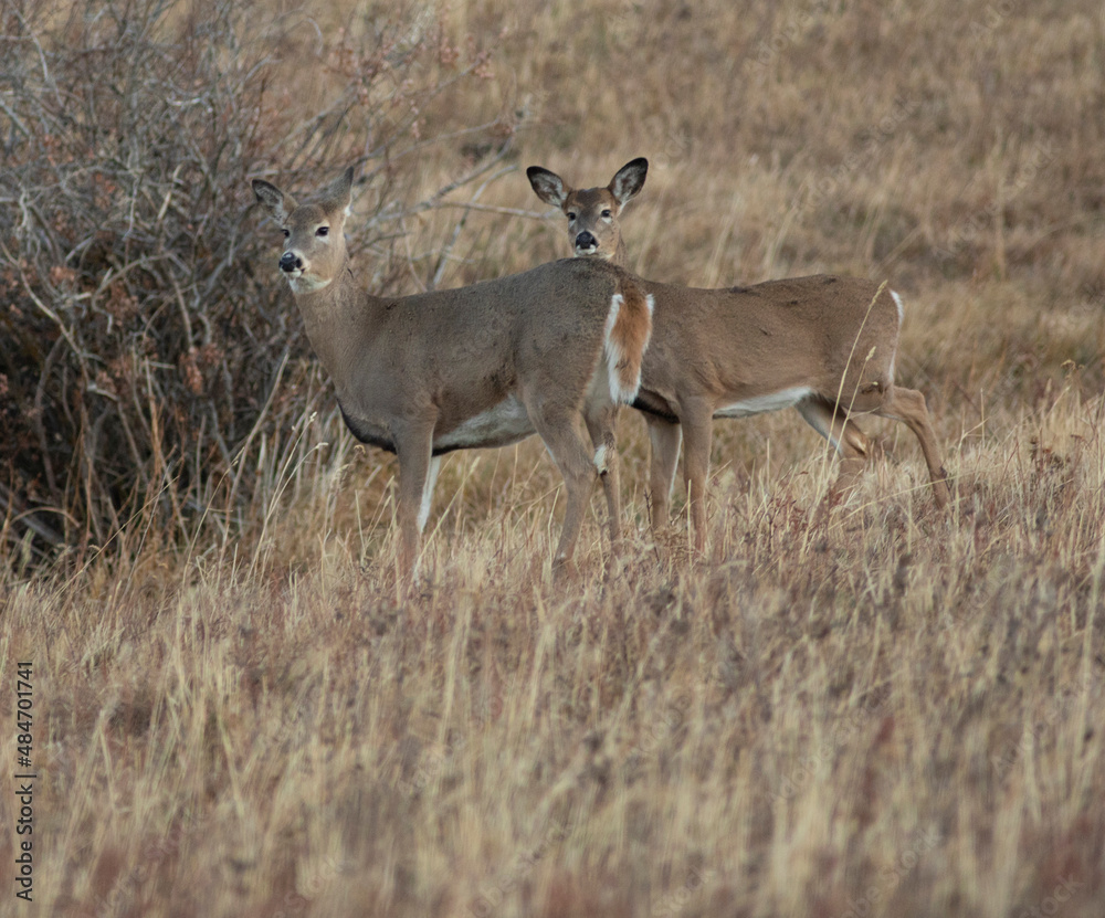 Two whitetail deer does in grass in Montana Two whitetail deer does in grass in Montana