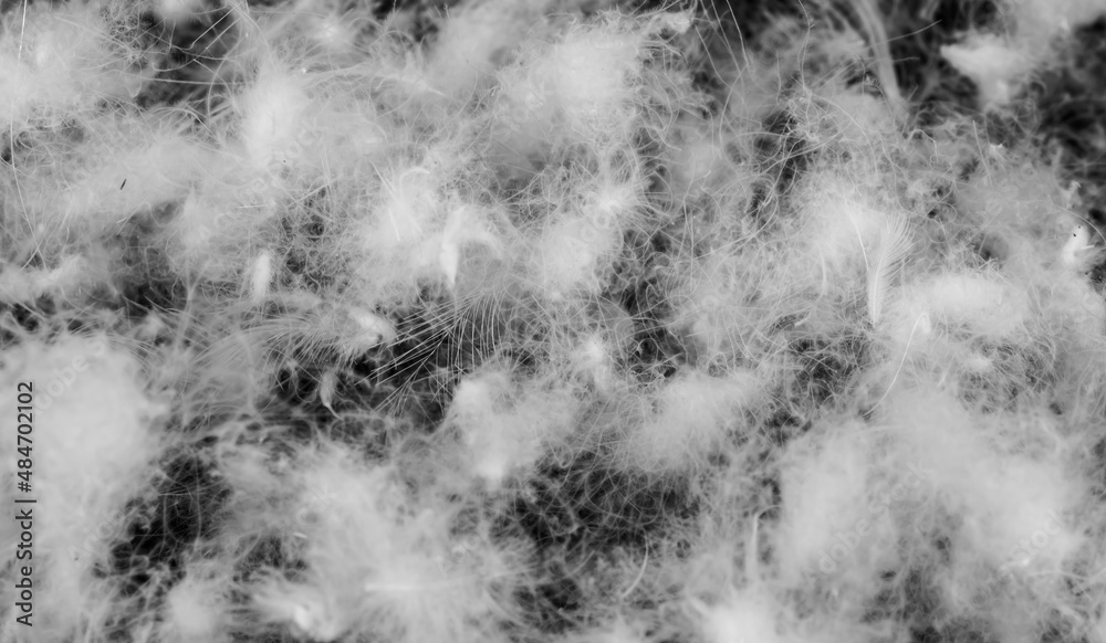 nice white duck down. texture or background Stock Photo Adobe Stock