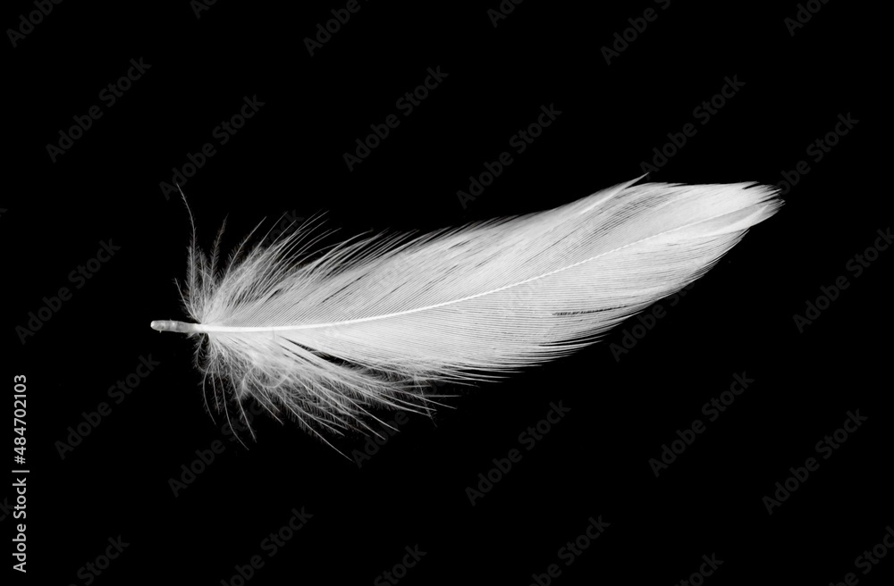 white duck feathers isolated on black background