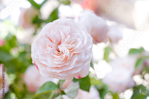 Tamaki missal is a pink rose in garden 