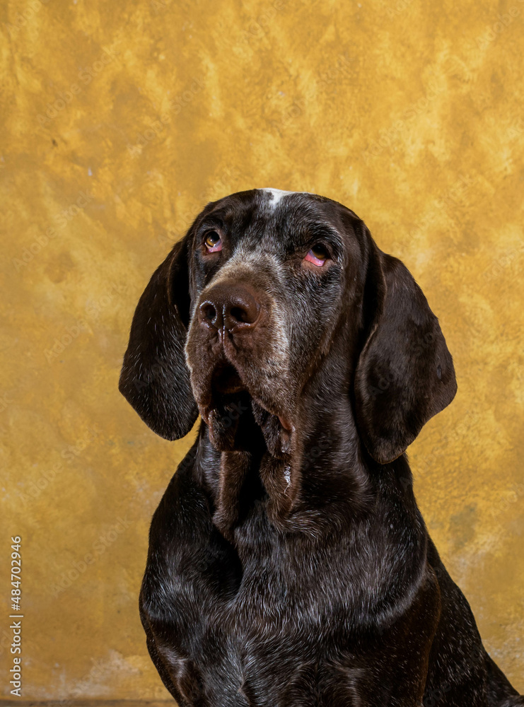 retrato perdiguero de burgos macho , con fondo amarillo .