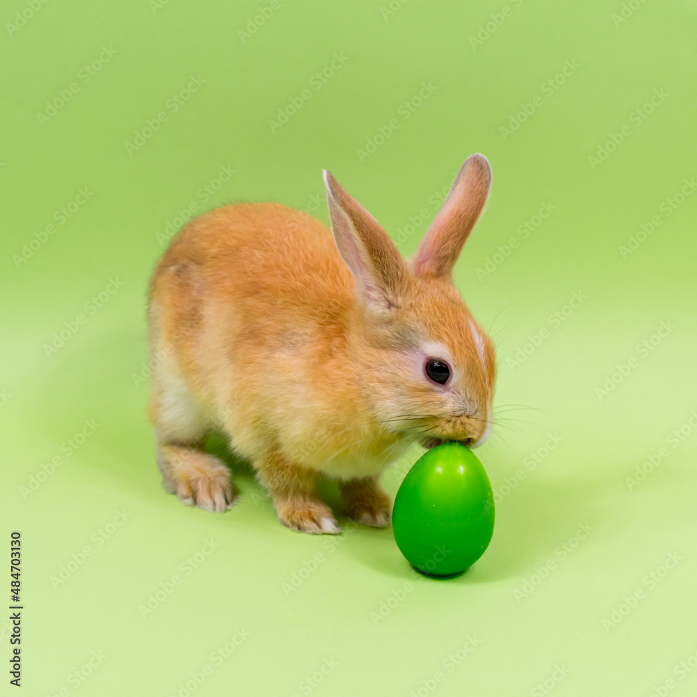 Easter bunny close-up with a green egg on a green background. Easter holiday concept. Place for an inscription.