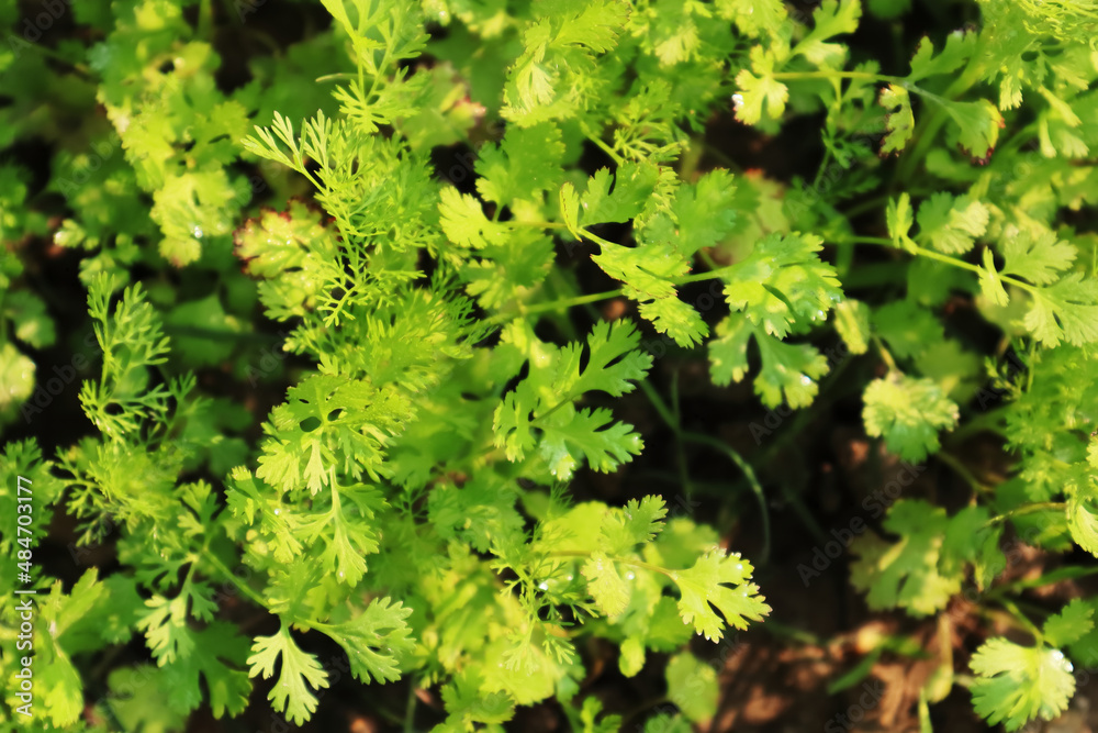 Coriander is an annual herb in the family Apiaceae. It is also known as