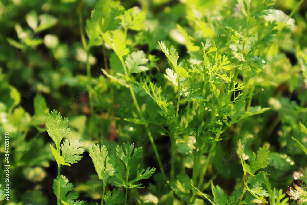Coriander is an annual herb in the family Apiaceae. It is also known as