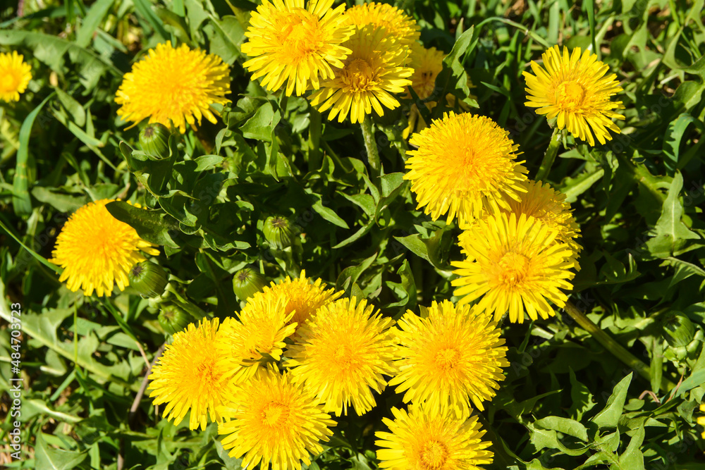 Blooming dandelions. Blooming dandelions.