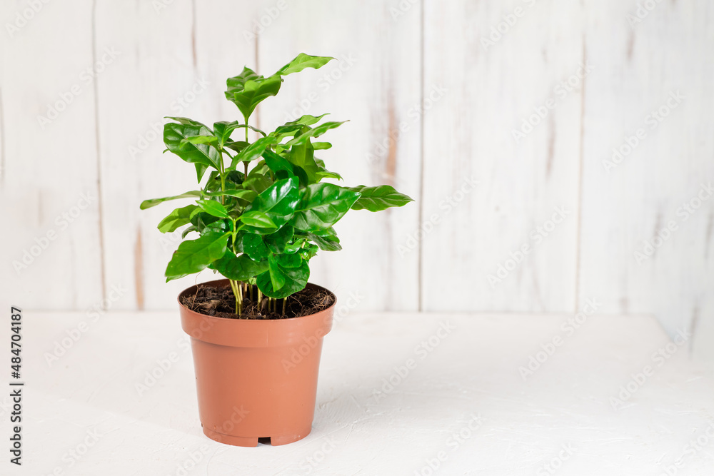 Arabica coffee green plant in a pot. Growing coffee. White background. Ecological concept.