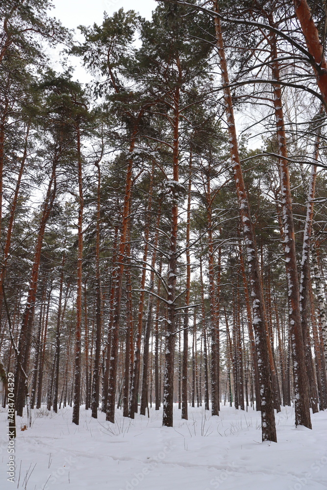 Fototapeta premium лес