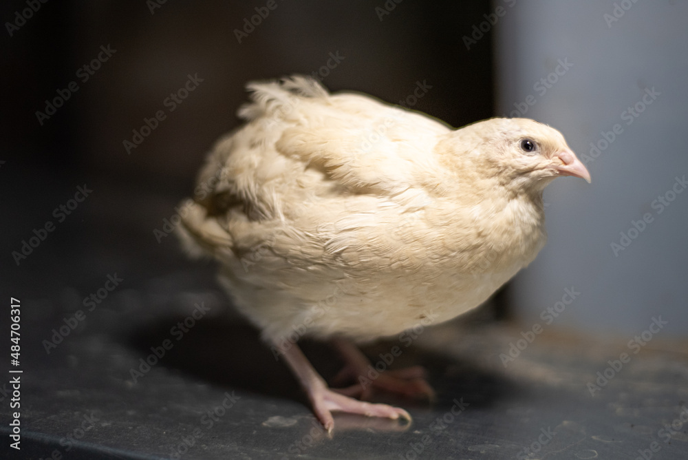 Obraz premium white quail of the Texas breed in the grass 