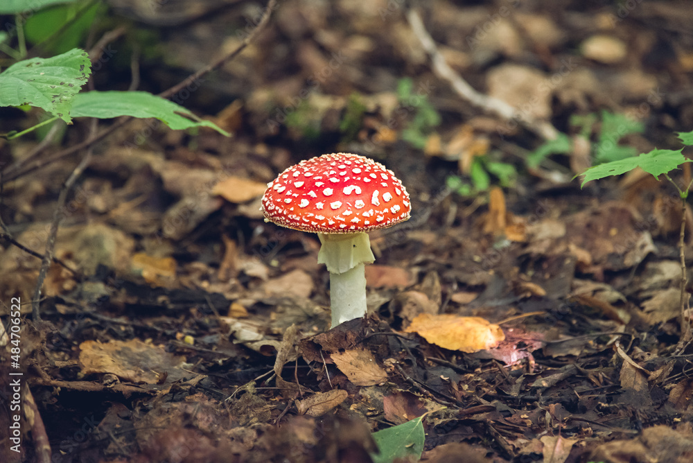 inedible mushroom fly agaric red with white spots growing in the forest inedible mushroom fly agaric red with white spots growing in the forest