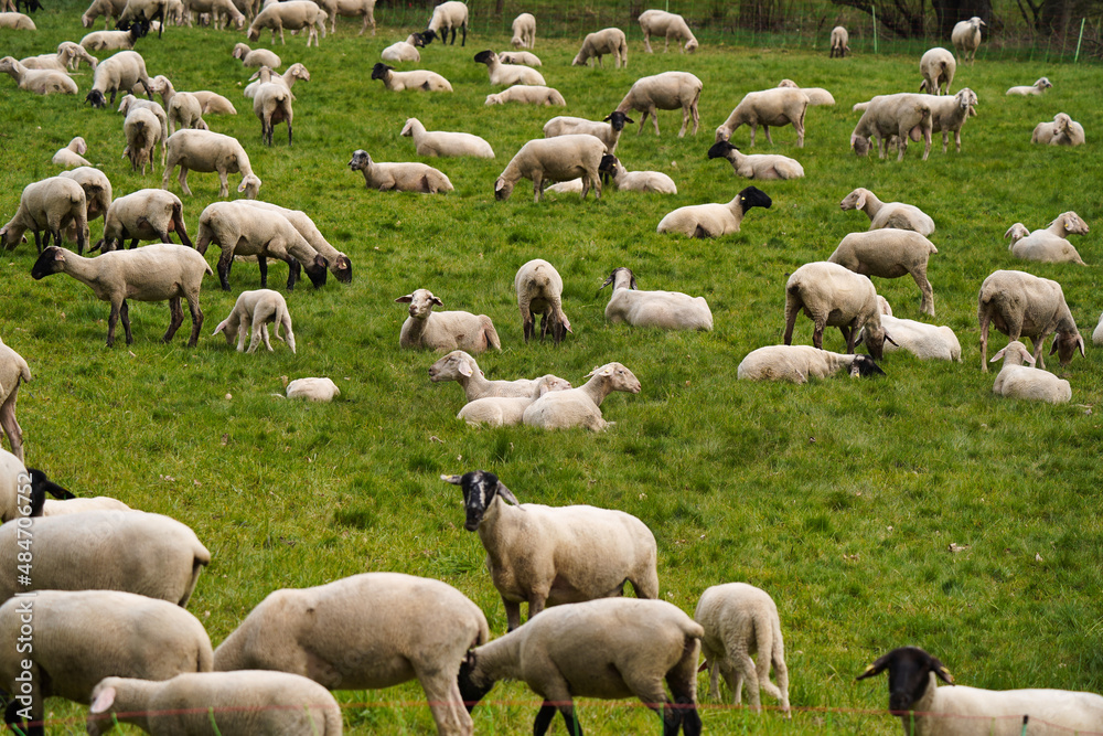 Fototapeta premium flock of sheep