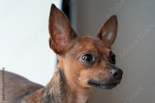 toy terrier of brown, red color