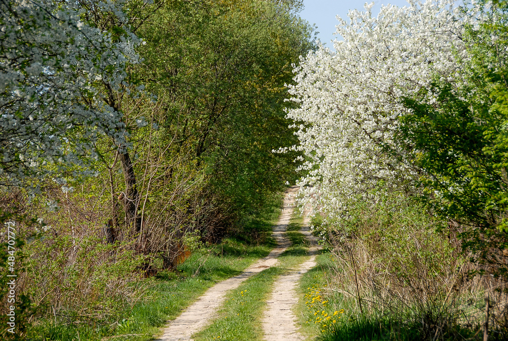 Dirt road between flowering trees, Poland Dirt road between flowering trees, Poland