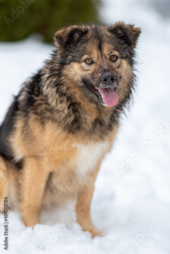 portrait of a smiling fluffy mongrel