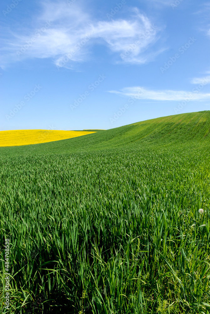 Obraz premium Green farmland, Landscape with arable fields, Poland