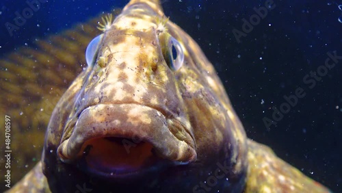 The Rusty blenny or Black Sea blenny (Parablennius sanguinolentus), the fish often breathes with gills, close-up photo