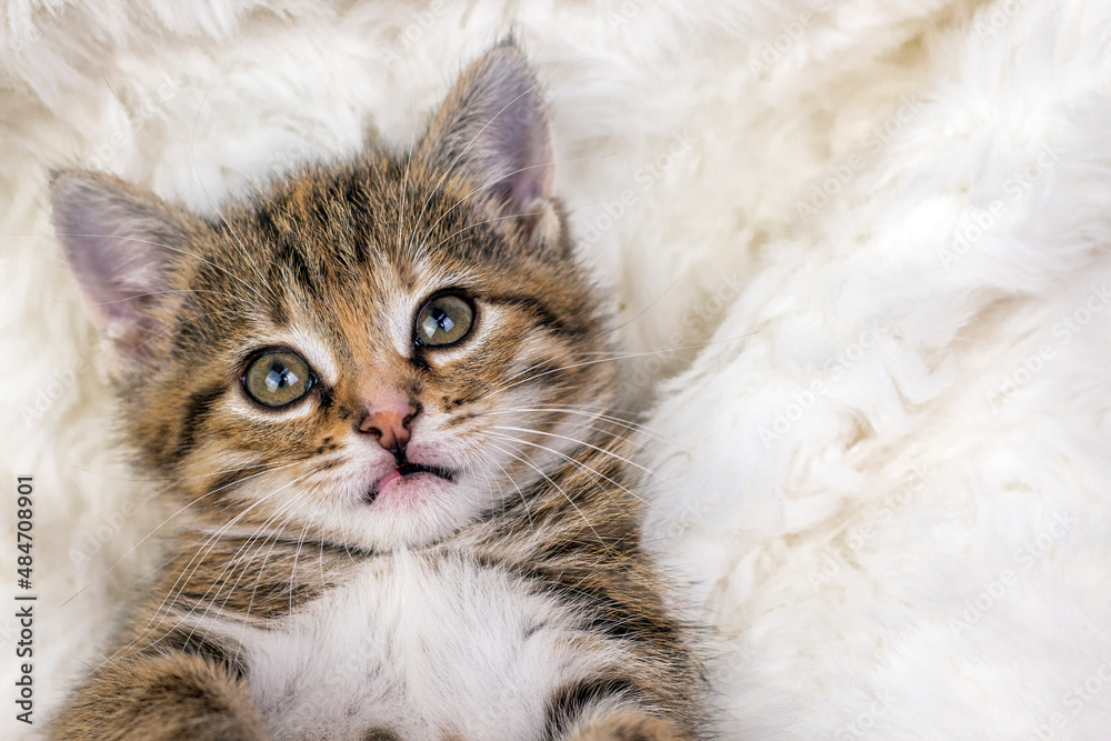 Fototapeta premium Little lovely kitten wrapped in a warm white carpet . Close-up portrait