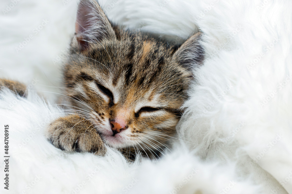 Little kitten wrapped in warm plaid. Animal close up portrait.