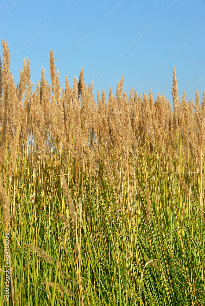 High grass in the meadow, Poland High grass in the meadow, Poland