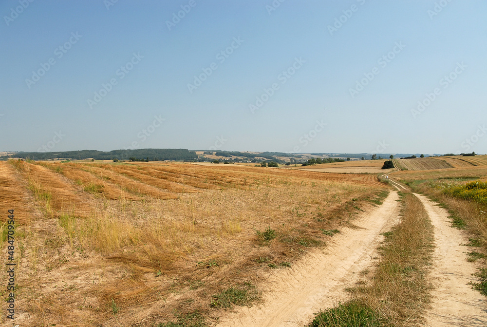 Fototapeta premium Unpaved road between fields, Poland