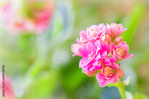 Kalanchoe blossfeldiana in bloom with pink flowers © Vengorosa