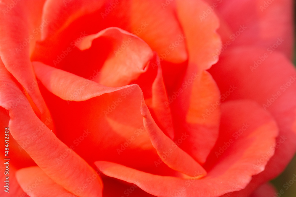 Abstract scarlet red rose background for Valentines card Abstract scarlet red rose background for Valentines card