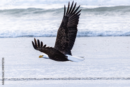 Bald eagle at the Washington coast. 