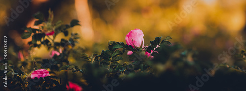 flowers in the garden